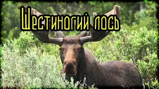 Шестиногий лось (Легенды и мифы) Россия