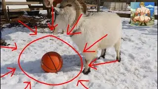 i'm the basketball goat.