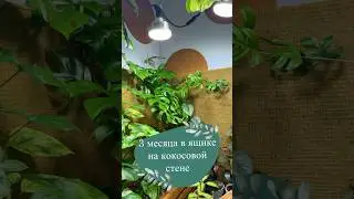 Что произошло с растениями за 3 месяца в ящике на кокосовой стене🥥 #рек #комнатныерастения #plants