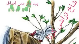 Mango Pruning Techniques and Benefits شاخ تراشی کرنا   #Mangopruning