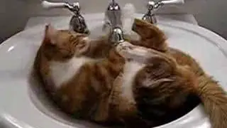 Cat playing in the sink