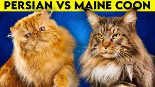 Maine Coon Cat vs Persian Cat - Which one to get?