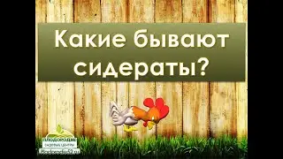 Сидераты - самые популярные виды. Какие сидераты подобрать для своего участка?