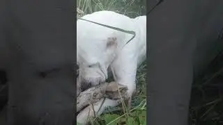 алабай-гурман #alabaidogs #centralasianshepherddog