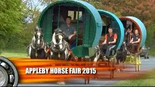 Appleby Horse Fair 2015 Caballo