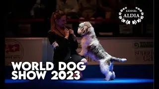 WORLD DOG SHOW 2023. Geneve / Petit Basset Griffon Vendeen