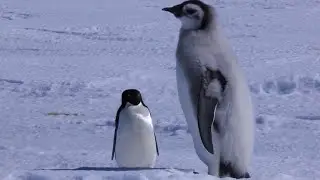 Adelie Penguin Slaps Giant Emperor Chick!