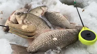 carp on the jig in winter. I've never had such a fishing trip before!the catch is guaranteed 100%