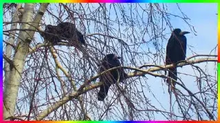 Птичьи посиделки под моим окном Грачи и галки Птицы весной🐦