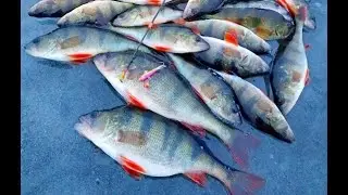 THIS JIG SHOULD BE BANED!!! How to rock a hole? Perch fishing with a jig