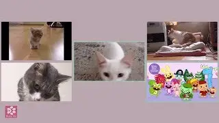 Cats Meowing HAPPY TREE FRIENDS  - THEME SONG (A cappella)