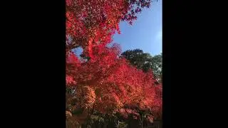 Nagaoka Tenmangu_長岡天満宮