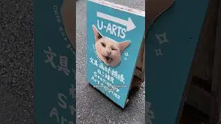 Achei o paraíso dos artistas gateiros🐈 papelaria com tema de gato U-Arts #japayra #criecomayra