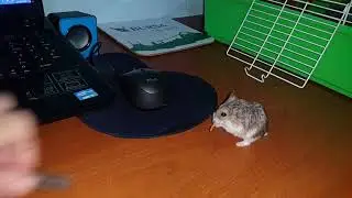 Gonzales hamster un kurdu besleme