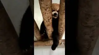 I'm tired and don't want to go to work. Can I take a day off?🥰🥰🥰#cute #adorable #redpanda #cute