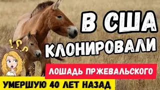 Лошадь Пржевальского ИСТОРИЯ. ИНТЕРЕСНЫЕ ФАКТЫ