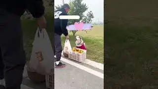 Smart dog. A beautiful moment 
