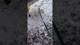 #стиг #гуляемссобакой