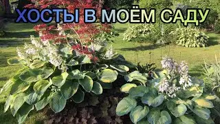Хосты в моём саду 2022