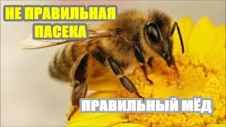 НЕ ПРАВИЛЬНАЯ ПАСЕКА - ПРАВИЛЬНЫЙ МЁД !