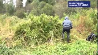 В Сергиево-Посадском районе уничтожена 1 тонна дикорастущей конопли