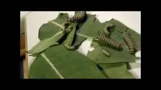 My Milkweed Brings All The Monarchs To The Yard!