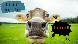 How To (NOT) Choose A House Cow 🐮| Roundtable with @honey-bee-farmstead 🐮🐄 What Went WRONG?!