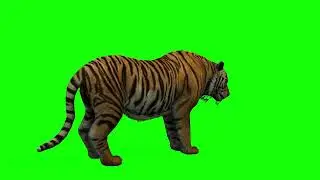 Free Green Screen Video Download Tiger [4K]