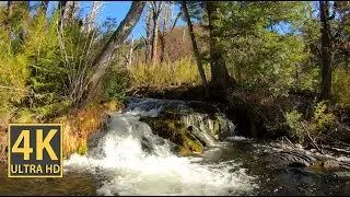 Forest With Calming Waterfall Nature Walk (With Ambient Nature Sounds And Music)