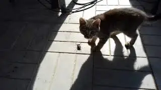 Жук рогач цапнул Муську за нос