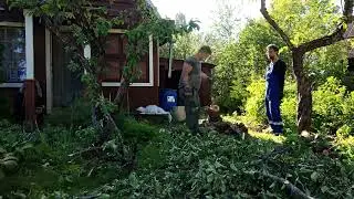 Таймлапс по валке берез