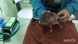С КРЫСКАМИ В Одессу! Дорога, на приёме и море 😍 Везу крыску Адельку (как выяснилось на усыпление 😭)