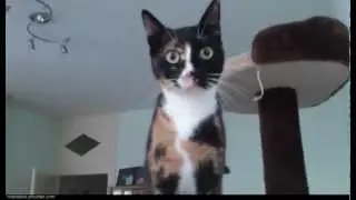 Slender Cat