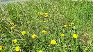 Голые тётки, паруса и одуванчики с высоты птичьего полёта.