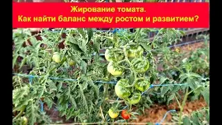 Жирование томата