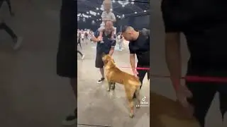 Войс Вельд Шарк