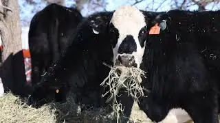 Managing Cattle Through an Arctic Blast
