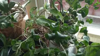Transplanting zephyranthes