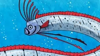 Wild & Weird: the Oarfish Song