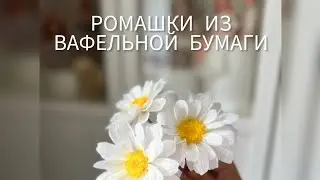 Ромашки из вафельной бумаги.  МК Дили Кабиловой.