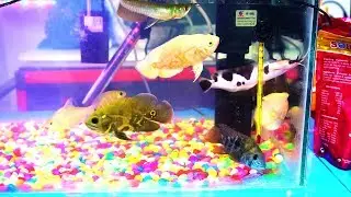 How To Make Aquarium At Home Easy FAST