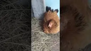Курица хуже овчарки....