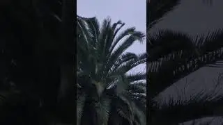 Currently in Sacramento ~ Rainy