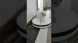 Kedicik gezmelerde😁.                            #prensesgiller #cat #funny #keşfet #komikvideolar