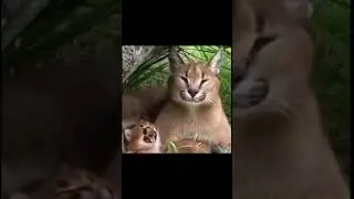 шлёпа учит шлепка