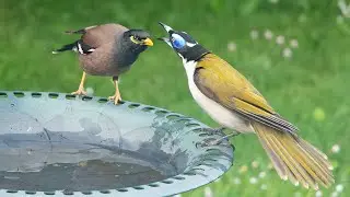 Blue Faced Honeyeater Preening & Bathing