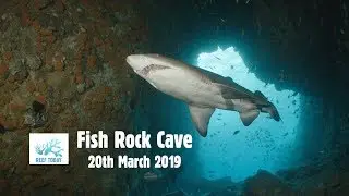 REEF TODAY- Fish Rock Cave