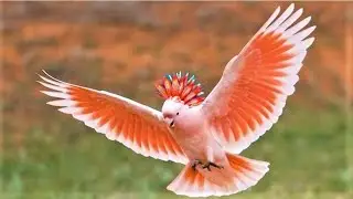 10 Most Expensive Birds in the World