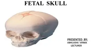 Fetal skull