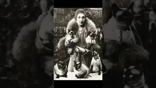 Vintage Pet Cats - Part 2